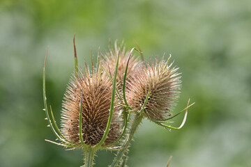 Karde, verbl&uuml;ht