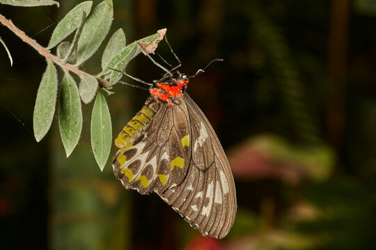 mariposa alas de p&aacute;jaro (parides erithalion) 