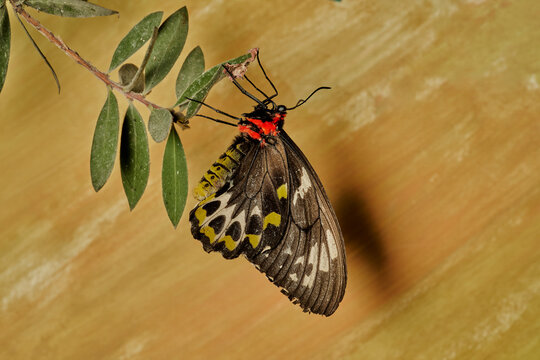 mariposa alas de p&aacute;jaro (parides erithalion) 
