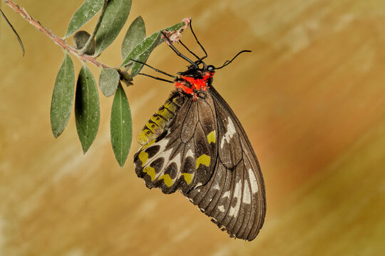 mariposa alas de p&aacute;jaro (parides erithalion) 