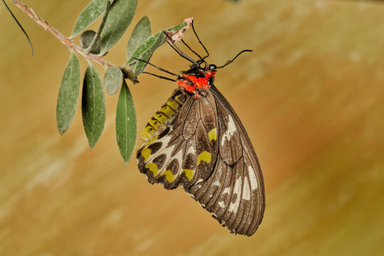 mariposa alas de p&aacute;jaro (parides erithalion) 