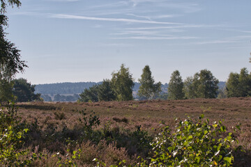 L&uuml;neburger Heide