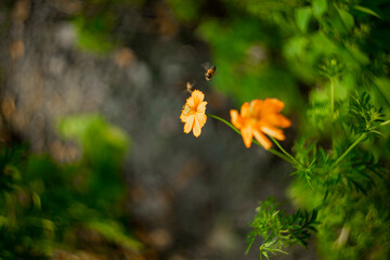 Sulfur cosmos on blurred green leaf background under sunlight with copy space using as background natural flora insect, ecology cover page concept .A cheerful display of sunny Sulfur cosmos,