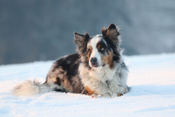 Australian Sheperd