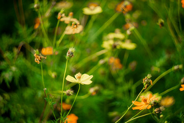 plant in the sunflower family Asteraceae, also known as sulfur cosmos and yellow cosmos.Sulfur cosmos Beautiful Delicate, 
View of honey
