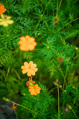 Sulfur cosmos on blurred green leaf background under sunlight with copy space using as background natural flora insect, ecology cover page concept .A cheerful display of sunny Sulfur cosmos,