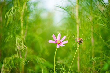 Cosmos and green leaf is background, Cosmos sulphureus is also known as sulfur cosmos and yellow...