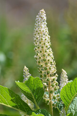 Amerikanische Kermesbeere, Phytolacca americana