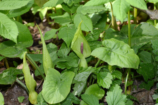 Aronstab, Gefleckter, Arum maculatum