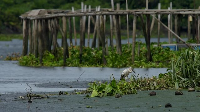 Lens 60+600 with teleconverter 2x documentary vdo photo, Nature wildlife, Abundant wetland. Asian openbill or strok big bird find the food hunting fish.
