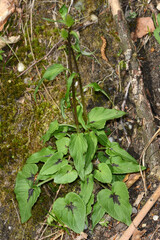  Ährige Teufelskralle,  Phyteuma spicatum