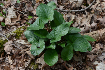 Aronstab, Gefleckter, Arum maculatum