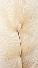 Real pressed fan palm leaves backgrounds textured flower.