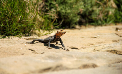 Lizard on the sand on beach. Light gray with orange color head