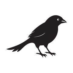Obraz premium crow on white background