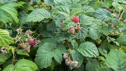 Raspberries ripening on a bush in dense thickets