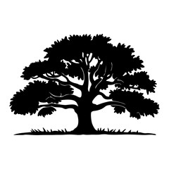 Fototapeta premium Tree Silhouette 