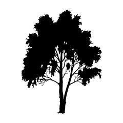 Tree Silhouette 