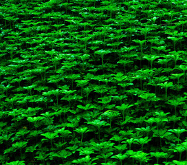 야생 풀(Wild Grass)