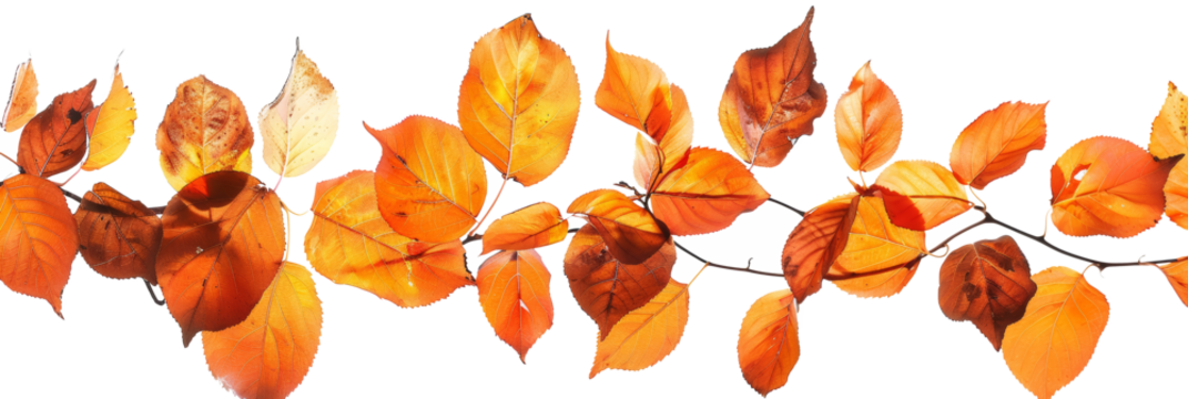 Autumn leaves branch transparent background seasonal designs and nature themes