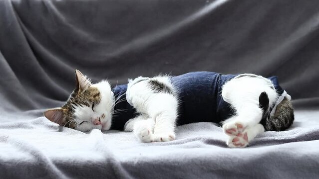 Close-up of a cat in a blanket after sterilization. Cat at home after surgery. Home care for an animal in a postoperative bandage. Cat after anesthesia. Pet after abdominal surgery. Castration