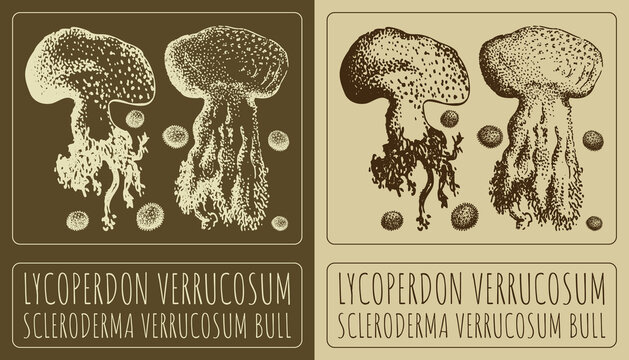Drawing LYCOPERDON VERRUCOSUM. Hand drawn illustration. The Latin name is SCLERODERMA VERRUCOSUM BULL.