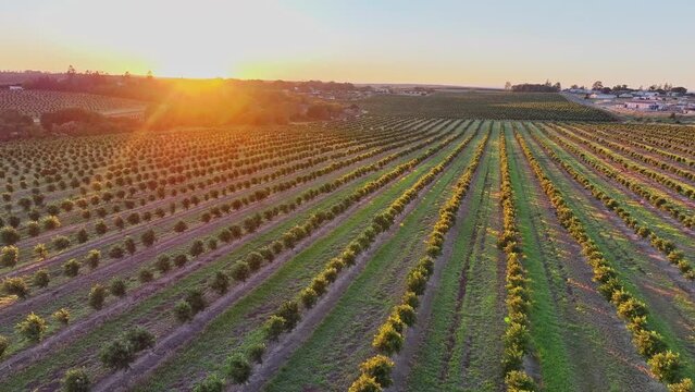 4K, aerial drone, macadamia nut trees, farm plantation orchard, golden sunrise dawn, agricultural farming land landscape, Wide Bay, Queensland, Australia