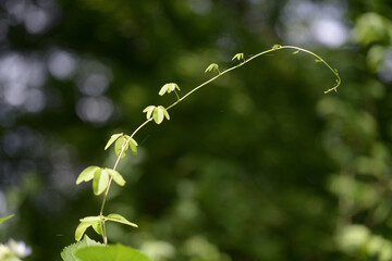 つるの若葉　新緑