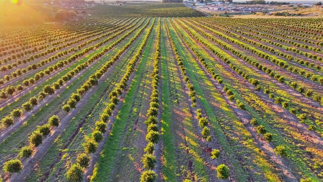 4K, aerial drone, macadamia nut trees, farm plantation orchard, golden sunrise dawn, agricultural farming land landscape, Wide Bay, Queensland, Australia