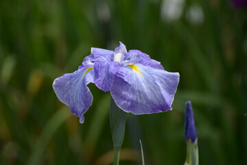 青柳　ハナショウブ