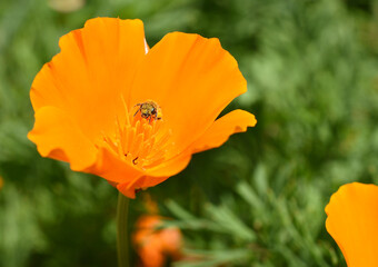 Close-up of a honey bee feeding on the flower of California poppy