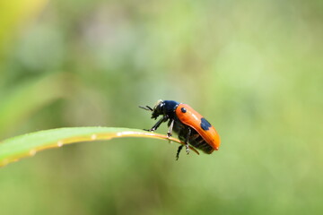 Close-up of the ant bag beetle sitting on the leaf 