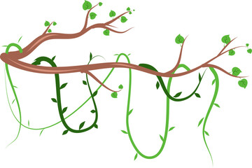 Liana vines Illustration  © DesignNFMR