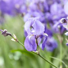 Nature background with spring flowers. Selective and soft focus. Close up.