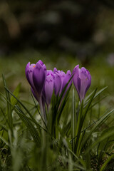 purple crocus flowers