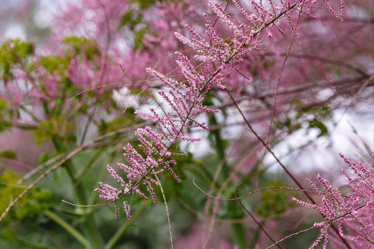 Combweed , or tamarisk ( lat. Tamarix ) is a genus of plants of the Tamarisk family ( Tamaricaceae ), small trees and shrubs