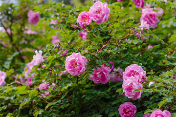 Rosa 'Poppius' is a variety of roses that belongs to the class Hybrids of the rose Spinosissima