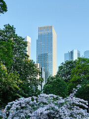 Fototapeta premium modern skyscrapers in a city, surrounded by lush green trees