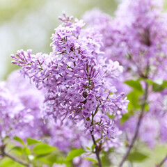 Fototapeta premium Nature background with spring flowers. Selective and soft focus. Close up.