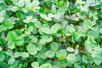 クローバーの写真。さわやかな緑のイメージ。