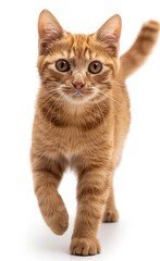 Obraz premium A cat with a white background