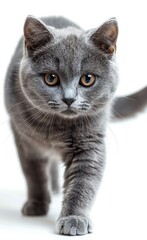 British Shorthair cat with yellow eyes walks across a white background