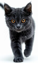 Obraz premium British Shorthair cat with yellow eyes walks across a white background