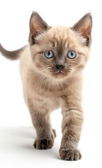 Burmese cat with blue eyes walks on a white background