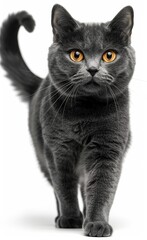 Obraz premium Chartreux cat with yellow eyes walks across a white background