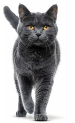 Obraz premium A cat is walking on a white background