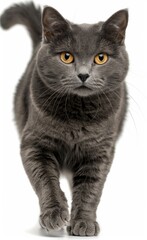 A grey cat with yellow eyes walks across a white background