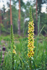 Dziewanna pospolita ,Verbascum nigrum L.