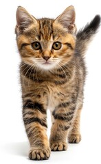 Fototapeta premium Scottish Fold cat with a white background