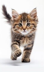 Siberian cat with long fur walks on a white background